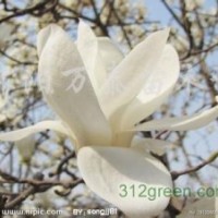 供應廣玉蘭、（紫、黃、白）玉蘭