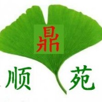 供應各種規格銀杏，量大