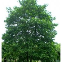 自家種植的桂花樹、欒樹、馬褂木、重陽木、喜樹和楓香樹