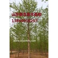 江蘇銀杏樹，山東銀杏銷售