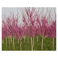 供應紫荊、紫薇、紫葉李、高桿女貞
