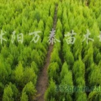 供應(yīng)龍柏、直升龍柏、龍柏球、北京檜、蜀檜、側(cè)柏
