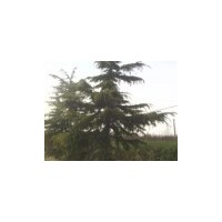 供應白皮松 山西白皮松 華山松 山西華山松 油松 山西油松