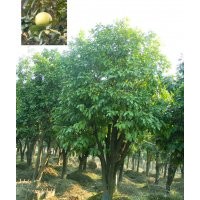 供應(yīng)地徑3、4、5、6公分香泡