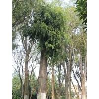 供應樸樹 熟貨樸樹 移栽樸樹低價 成都萬樹園林