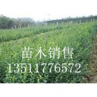 供應：扶芳藤，衛矛，大葉扶芳藤，小葉扶芳藤