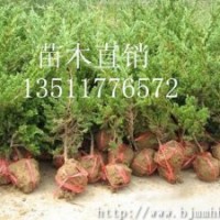 銷售:鋪地柏,地柏，爬地柏，地柏價格，地柏圖片