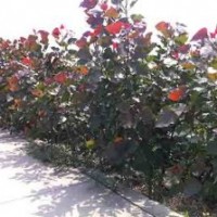 貴州紅葉楊，貴州紅葉楊價格，貴州4-8公分紅葉楊