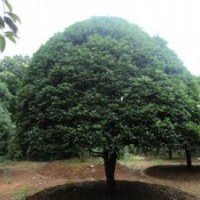 18公分桂花樹 20公分移栽桂花樹 湖南22公分桂花樹