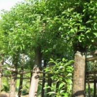香樟袋苗供應