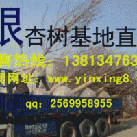 20公分銀杏樹(shù)價(jià)格 銀杏樹(shù)價(jià)格表 秀景銀杏