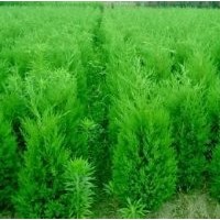供應:蜀檜，檜柏，塔柏，龍柏，龍柏苗
