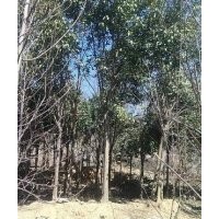 供應(yīng)大葉女貞、小葉女貞、大葉女貞苗、冬青苗、大葉女貞種子等