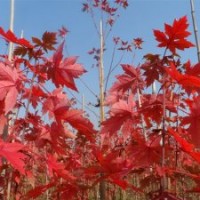美國改良紅楓（秋火焰）紅楓基地 紅楓種植技術 紅楓小苗
