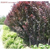 紅葉碧桃、綠葉碧桃、榆葉梅、美人梅、紫葉李、紫葉矮櫻、西府海