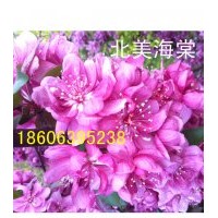 凱爾斯北美海棠，蘋果苗，桃苗