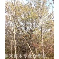 供應(yīng)胸徑8-14cm臭李子，臭李子最新報(bào)價(jià)，桓仁和興苗木專業(yè)種植基
