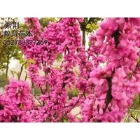 江蘇海桐火棘供應(yīng)價(jià)格，紅葉李紅葉碧桃沭陽(yáng)欒樹(shù)批發(fā)價(jià)格