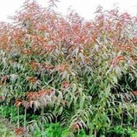 供應(yīng)山西紅葉碧桃，碧桃樹(shù)，紅葉碧桃小苗(圖)