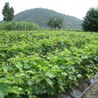 供應(yīng)山西葡萄苗，嫁接的葡萄苗，葡萄樹(shù)