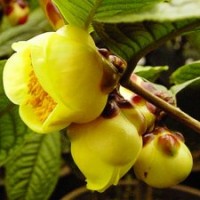 【四季金花茶】 珍貴品種 一級(jí)保護(hù)植物 品種保證 植物中的大熊貓