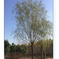 出售旱柳、垂柳