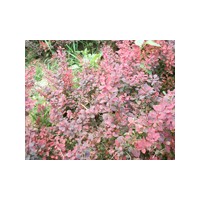 日紅苗木、黑麥苗木、紅葉石楠苗木、花生苗木、金葉女貞苗木基地