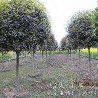四川高桿桂花基地長期低價批發高分枝桂花樹_高分枝丹桂_四川高桿