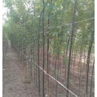 國槐價格嫁接后國槐管理