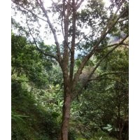 供應各種規格的仁面樹,仁面子,仁面苗,山貨仁面,藏生貨!