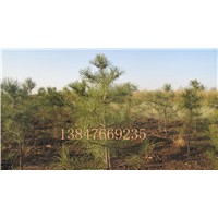 供應占地用油松苗，檸條苗 檉柳苗等