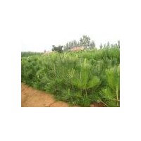 供應油松 山西各種規格油松 白皮松
