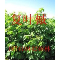 復葉槭