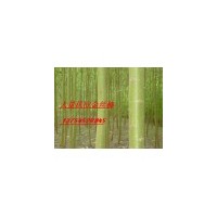 竹柳，旱柳，黃柳，金絲垂柳，垂柳，