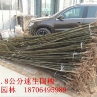 子墨景觀園林專供：白蠟、國槐、榆樹、垂柳等喬木