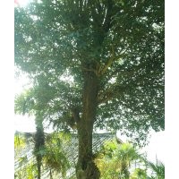 底價(jià)直經(jīng)60公分大桂花、大銀杏、野生大香樟、大紫薇