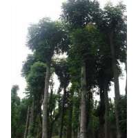 供應移植香樟樹湖南香樟樹桂花樹欒樹價格