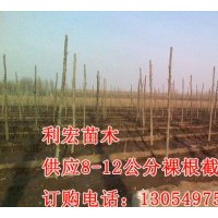 供應(yīng)山東濟(jì)寧11公分4.5米裸根定桿法桐價格