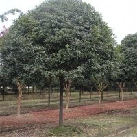 成都桂花 成都萬樹園林最新供應(yīng)八月桂苗木 八月桂