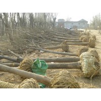 供應各種規格國槐、法桐、合歡、白蠟