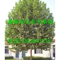 供應國槐-法桐-白蠟-合歡-確保成活率規格齊全