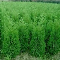 批發15-250公分塔柏（蜀檜）、龍柏，北京檜