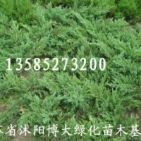 常年大量供應鋪地柏、沙地柏500萬棵