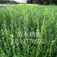 供應：扶芳藤，衛矛，大葉扶芳藤，小葉扶芳藤