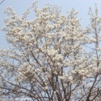 黃金槐、白玉蘭、國槐、白皮松等