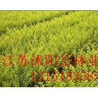 直銷：佛甲草、紅葉小檗、金葉女貞、劍麻