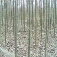河北速生小苗|速生柳價格