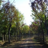 江蘇櫸樹基地|櫸樹供應|櫸樹報價
