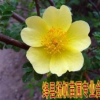 供應黃刺玫價格，黃刺玫圖片，黃刺玫詳細介紹，黃刺玫用途