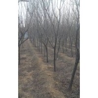 供應4公分紫葉李，木槿4-5,黃櫨3-4,王子錦帶